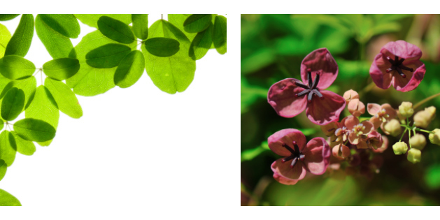 blad en bloem van Klimaugurk (Akebia quinata)
